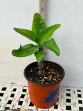 Euphorbia Milii CHOMPO SETHEE Super Giant Crown of Thorns Corona de Cristo