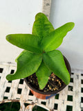 Euphorbia Milii CHOMPO SETHEE Super Giant Crown of Thorns Corona de Cristo