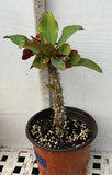 Euphorbia Milii SIAM SUNSHINE Crown of Thorns Corona De Cristo