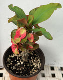 Euphorbia Milii SIAM SUNSHINE Crown of Thorns Corona De Cristo