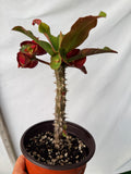 Euphorbia Milii SIAM SUNSHINE Crown of Thorns Corona De Cristo