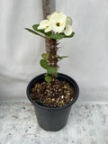 Euphorbia Milii SILVER BELL Crown Of Thorns  Poysean Corona De Cristo