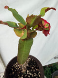 Euphorbia Milii SIAM SUNSHINE Crown of Thorns Corona De Cristo