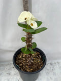 Euphorbia Milii SILVER BELL Crown Of Thorns  Poysean Corona De Cristo