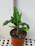 Euphorbia Milii MOONLIGHT JADE Crown of Thorns Corona de Cristo Cactus/Succulent