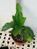 Euphorbia Milii MOONLIGHT JADE Crown of Thorns Corona de Cristo Cactus/Succulent