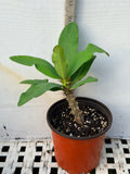 Euphorbia Milii ANGEL FACE Crown of Thorns Corona De Cristo Cactus Thai Hybrid