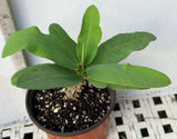 Euphorbia Milii ANGEL FACE Crown of Thorns Corona De Cristo Cactus Thai Hybrid