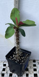 Euphorbia Milii Jade Bird Crown Of Thorns Corona de Cristo Succulents