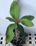 Euphorbia Milii Jade Bird Crown Of Thorns Corona de Cristo Succulents