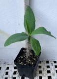 Euhorbia Milii Crown Of Thorns "Frosted Petal" Corona de Cristo Large blooming Variety