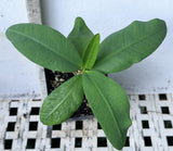 Euhorbia Milii Crown Of Thorns "Frosted Petal" Corona de Cristo Large blooming Variety