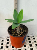 Euphorbia Milii LUCK SAP Crown of Thorns Corona De Cristo Thai Hybrid