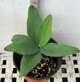 Euphorbia Milii LUCK SAP Crown of Thorns Corona De Cristo Thai Hybrid