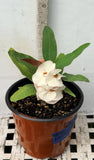 Euphorbia Milii ANGEL ROCK Crown of Thorns Corona de Cristo Cactus