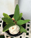 Euphorbia Milii ANGEL ROCK Crown of Thorns Corona de Cristo Cactus