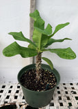 Euphorbia Milii ORANGE FANTA Crown of Thorns Corona de Cristo Succulent