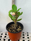 Euphorbia Milii KANOKLAI Crown of Thorns Corona De Cristo Fancy Flowers