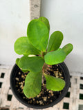 Euphorbia Milii KANOKLAI Crown of Thorns Corona De Cristo Fancy Flowers