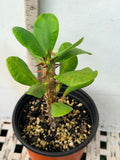 Euphorbia Milii KANOKLAI Crown of Thorns Corona De Cristo Fancy Flowers