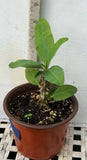 Euphorbia Milii BLANCE Crown of Thorns Corona de Cristo Succulents Thai Hybrid