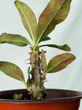 Euphorbia Milii BLANCE Crown of Thorns Corona de Cristo Succulents Thai Hybrid