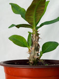Euphorbia Milii BLANCE Crown of Thorns Corona de Cristo Succulents Thai Hybrid