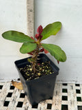 Euphorbia Milii NEVER ENDING (Love Affair) Crown of Thorns Corona De Cristo Thai Hybrid