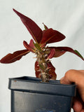 Euphorbia Milii NEVER ENDING (Love Affair) Crown of Thorns Corona De Cristo Thai Hybrid