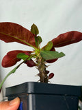Euphorbia Milii NEVER ENDING (Love Affair) Crown of Thorns Corona De Cristo Thai Hybrid