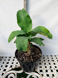 Euphorbia Milii SUNKIST Crown of Thorns Corona de Cristo Large Blooms