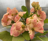 Euphorbia Milii ORANGE FANTA Crown of Thorns Corona de Cristo Succulent