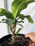 Euphorbia Milii SUNKIST Crown of Thorns Corona de Cristo Large Blooms