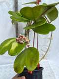 RARE! Wax Plant Hoya Kerrii 'Mediopicta Aurea' Variegated Porcelain Flower Vine Flor de Cera