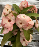 Euphorbia Milii "First Lady II" Crown Of Thorns Corona de Cristo Thai Hybrid