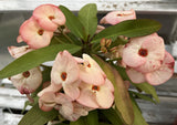 Euphorbia Milii "First Lady II" Crown Of Thorns Corona de Cristo Thai Hybrid