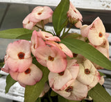 Euphorbia Milii "First Lady II" Crown Of Thorns Corona de Cristo Thai Hybrid