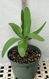 Euhorbia Milii Crown Of Thorns "Spanish Cream" COLLECTOR'S COLLECTION