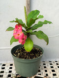 Euhorbia Milii Crown Of Thorns "Pink Emerald Flamingo" Corona de Cristo Large blooming Variety
