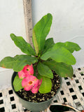 Euhorbia Milii Crown Of Thorns "Pink Emerald Flamingo" Corona de Cristo Large blooming Variety