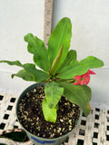 Euhorbia Milii Crown Of Thorns "Pink Emerald Flamingo" Corona de Cristo Large blooming Variety