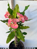 Euhorbia Milii Crown Of Thorns Corona de Cristo 'Name it Yourself' New Variety Pink Mottled