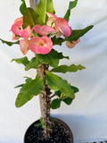 Euhorbia Milii Crown Of Thorns Corona de Cristo 'Name it Yourself' New Variety Pink Mottled