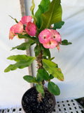 Euhorbia Milii Crown Of Thorns Corona de Cristo 'Name it Yourself' New Variety Pink Mottled