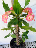 Euhorbia Milii Crown Of Thorns Corona de Cristo 'Name it Yourself' New Variety Pink Mottled