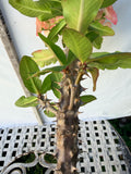 Euhorbia Milii Crown Of Thorns Corona de Cristo 'Name it Yourself' New Variety Pink Mottled
