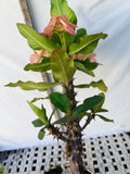 Euhorbia Milii Crown Of Thorns Corona de Cristo 'Name it Yourself' New Variety Pink Mottled