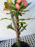Euhorbia Milii Crown Of Thorns Corona de Cristo 'Name it Yourself' New Variety Pink Mottled