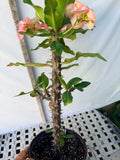 Euhorbia Milii Crown Of Thorns Corona de Cristo 'Name it Yourself' New Variety Pink Mottled