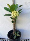 Euhorbia Milii Crown Of Thorns Thai Hybrid Corona de Cristo New Color